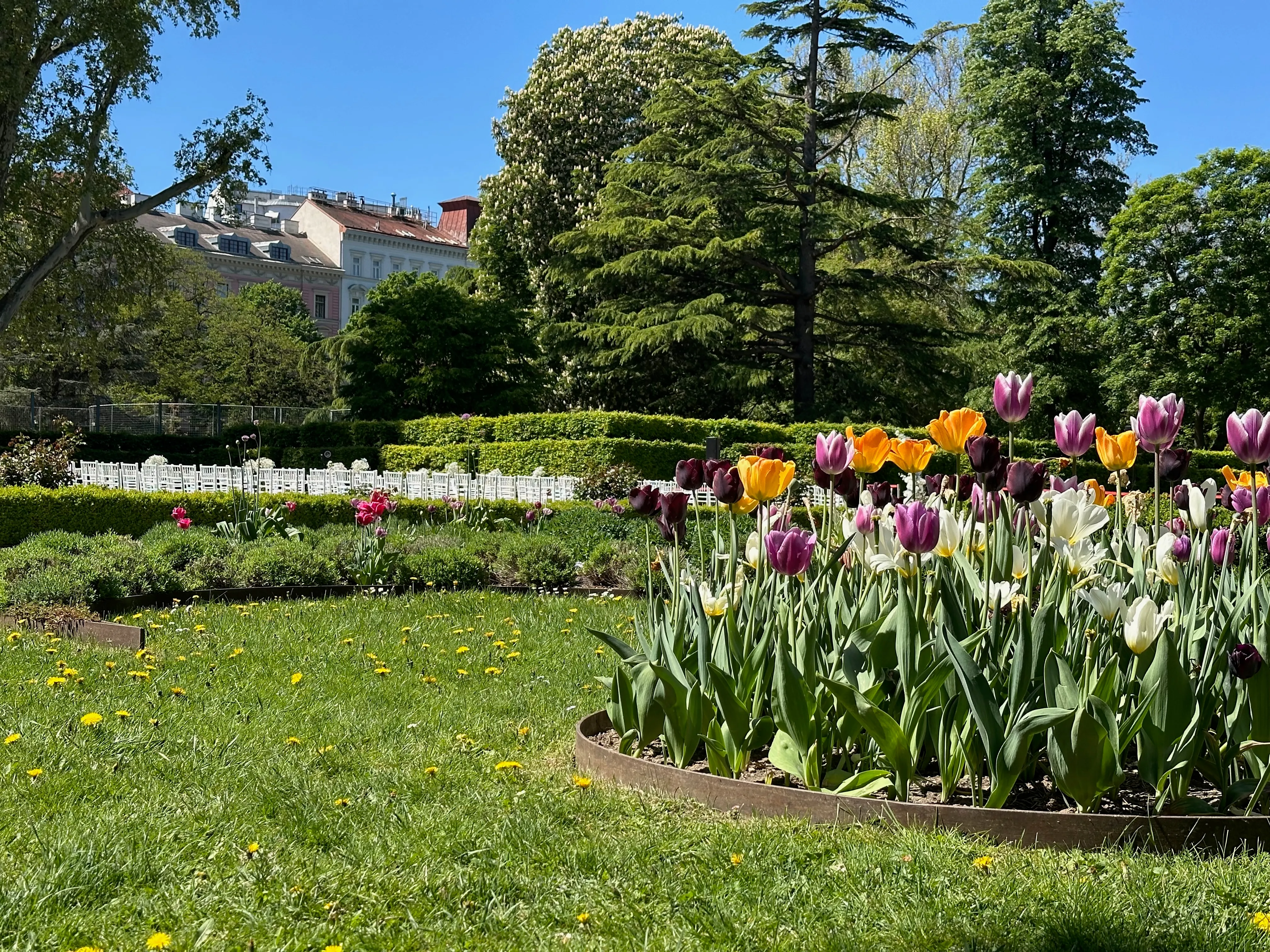 The Liechtenstein gardens in tulip bloom, with ceremony chairs set out