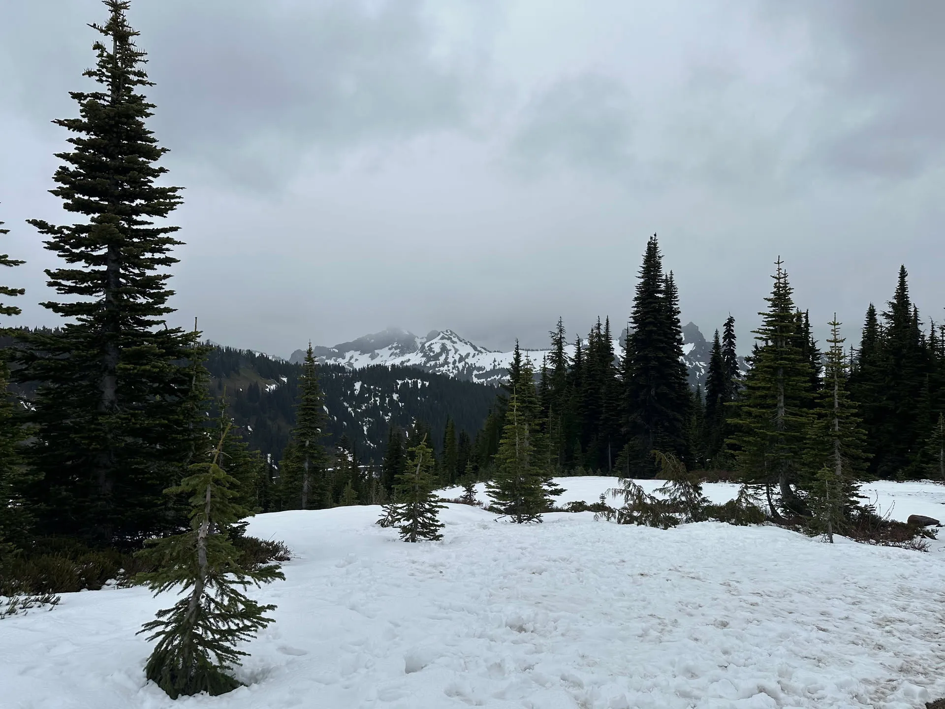 Low cloud over dark firs and snow