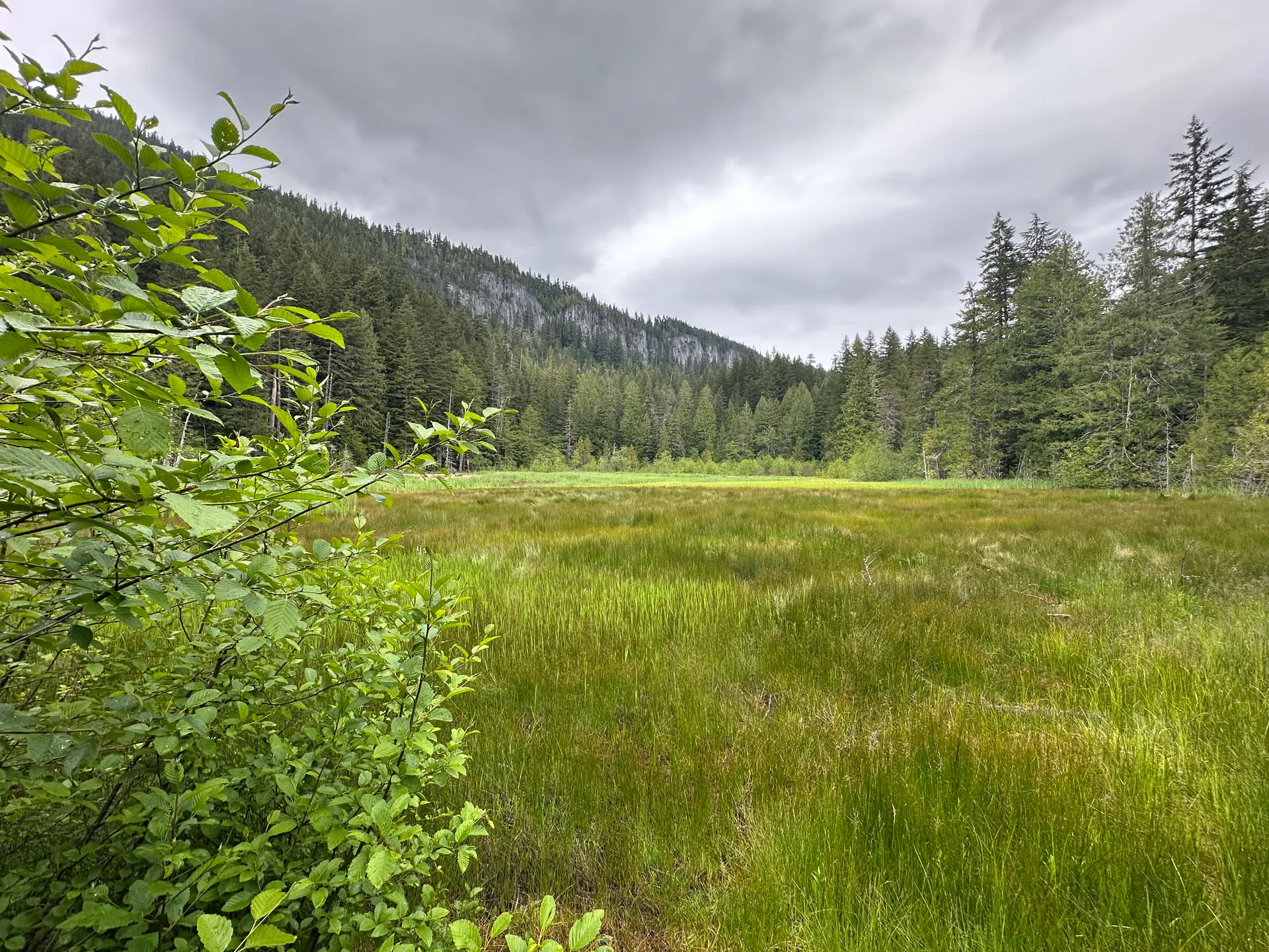 Wet meadow and forested ridge under heavy cloud