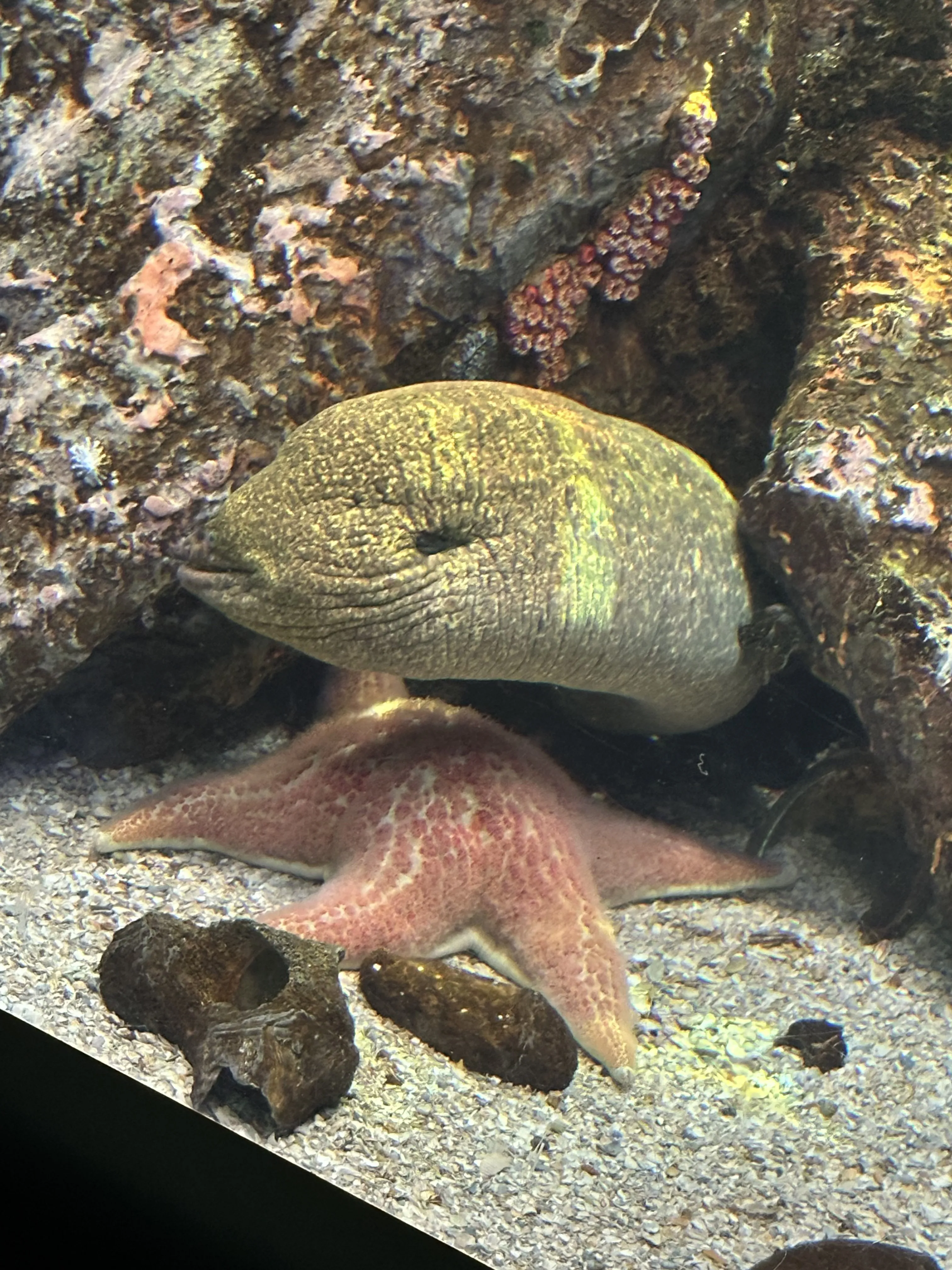Moray eel at the National Aquarium