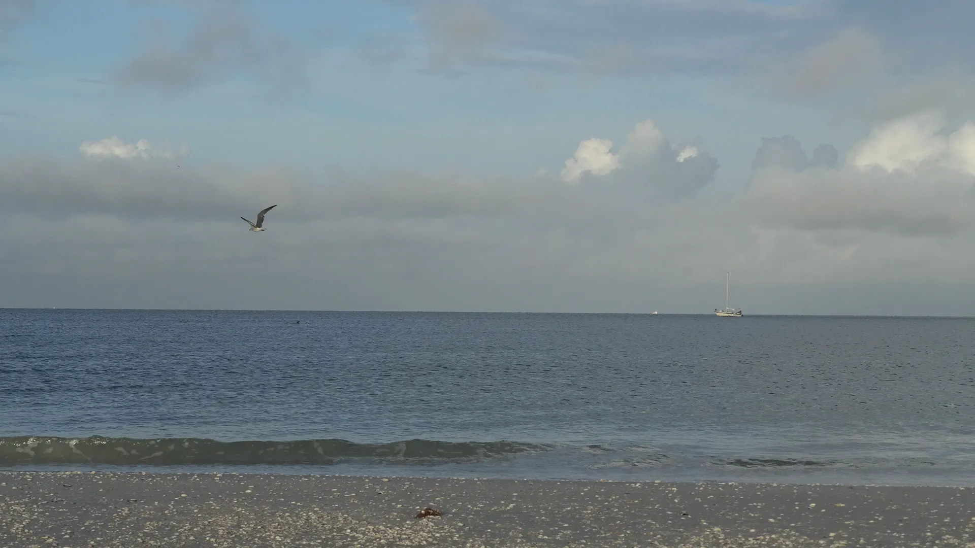 Marco Island beach with a bird in flight overhead