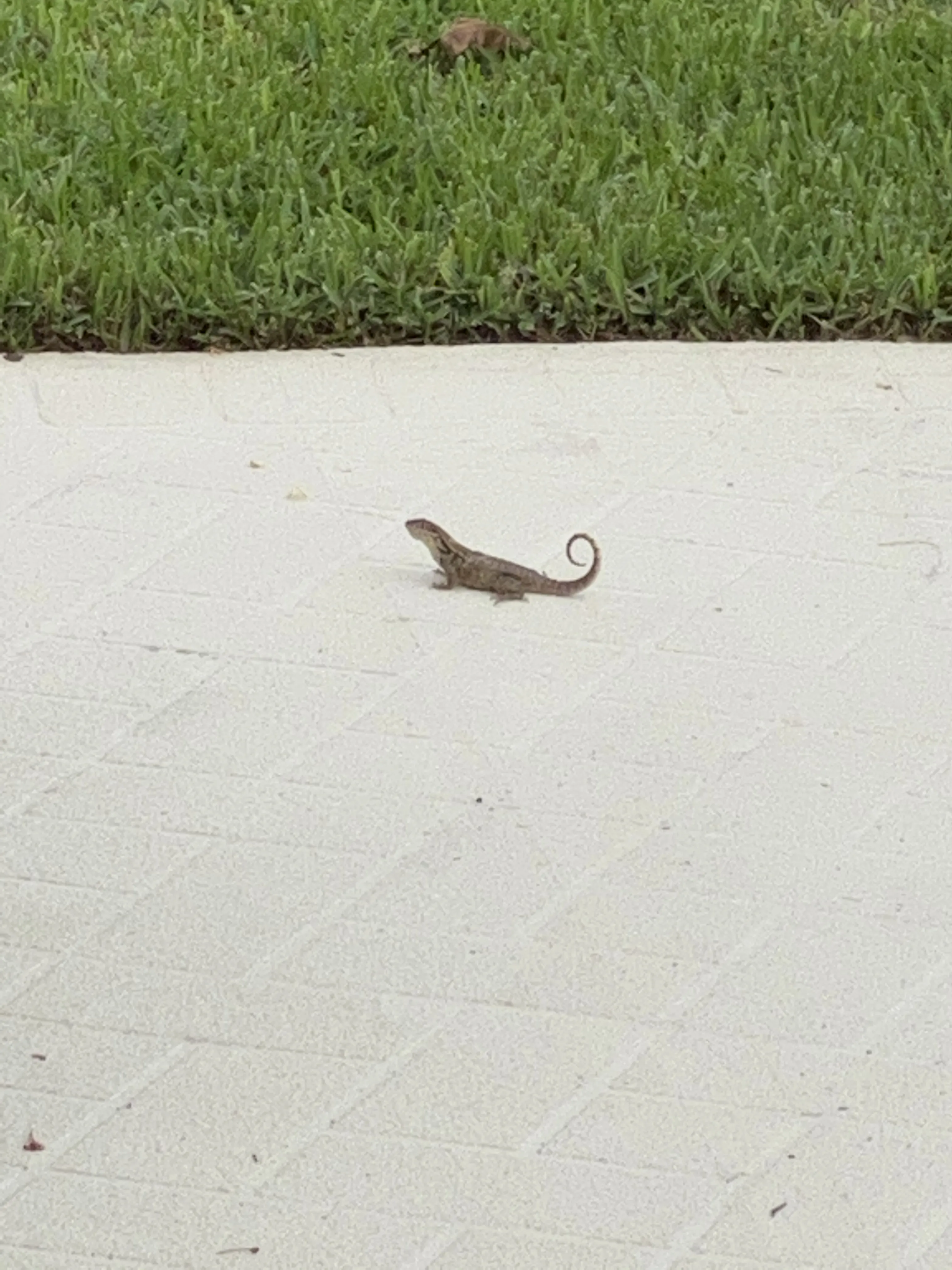 An iguana on the grass at Marco Island