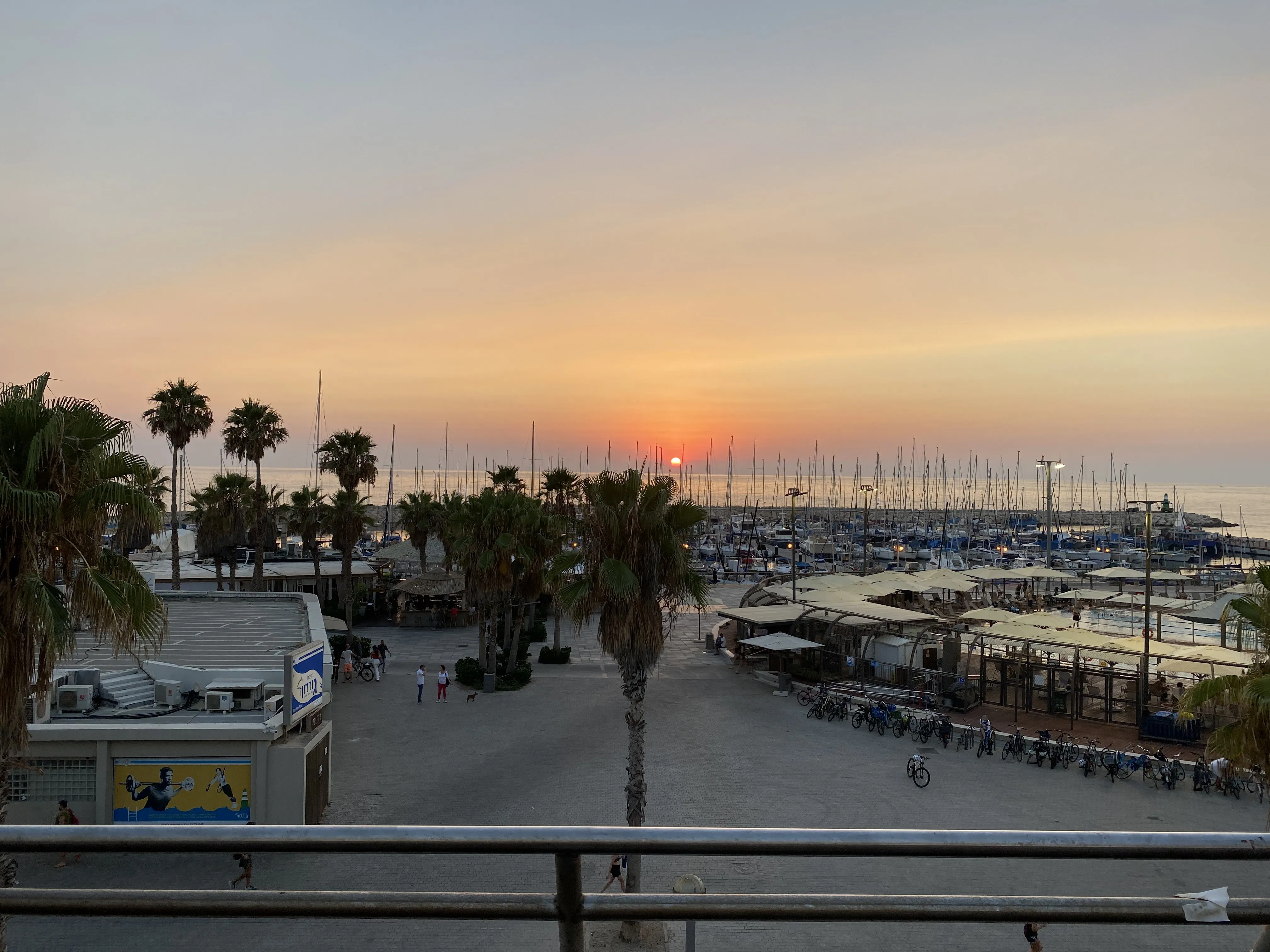 Marina with palm trees at sunset